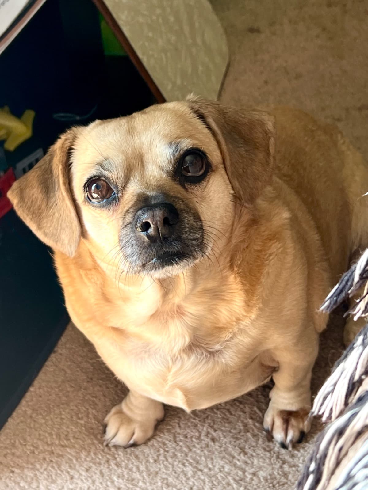 MyDogNeedsTreatment
