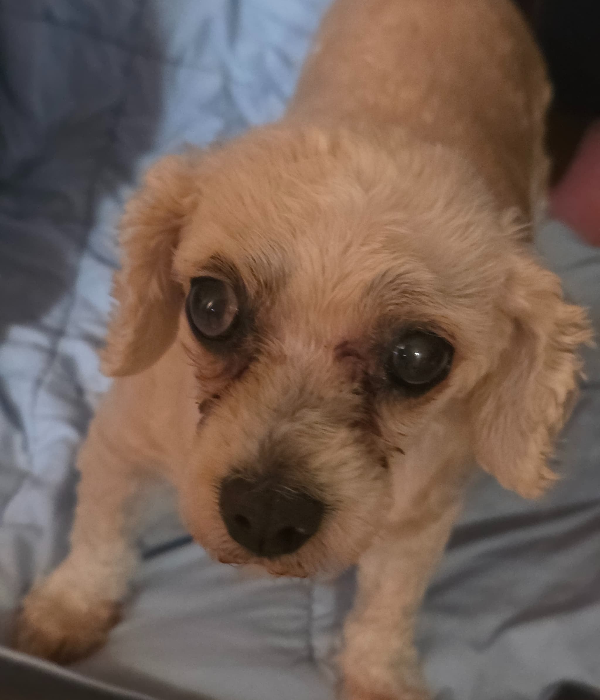 Meet My Dog Daisy