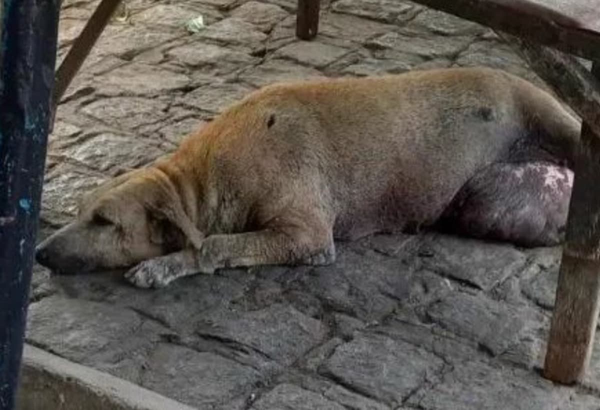 HelpAbandonedAnimalsInBrazil