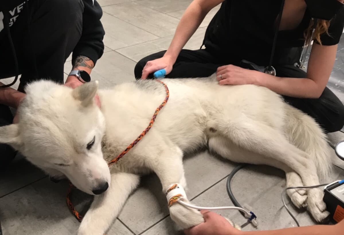 ShastaNeedsLoveAndPrayers