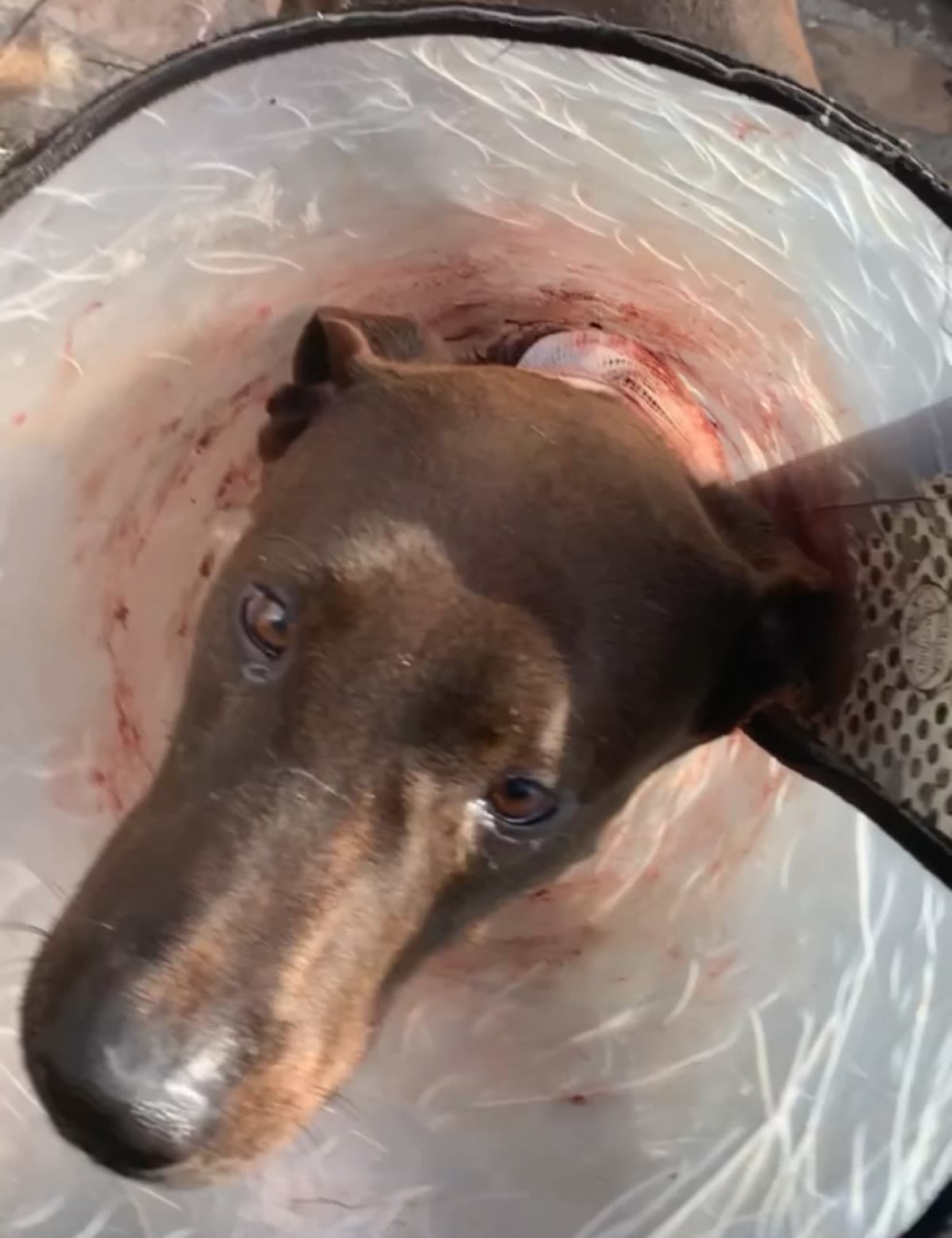 PleaseHelpOurBaby