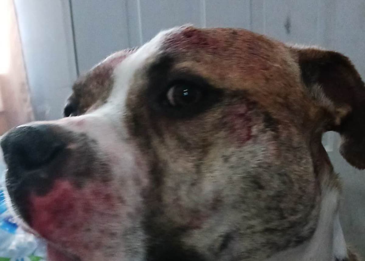 OtisAttackedByDogs