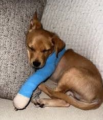 Help Mike Walk Again: Urgent Vet Fund