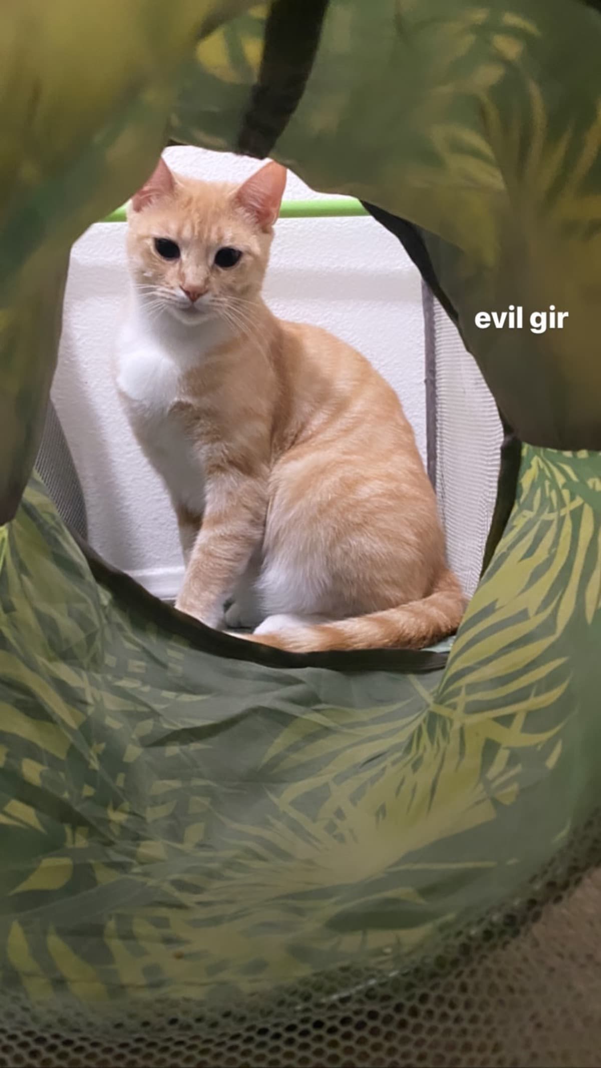 MyCatHasHeartFailure