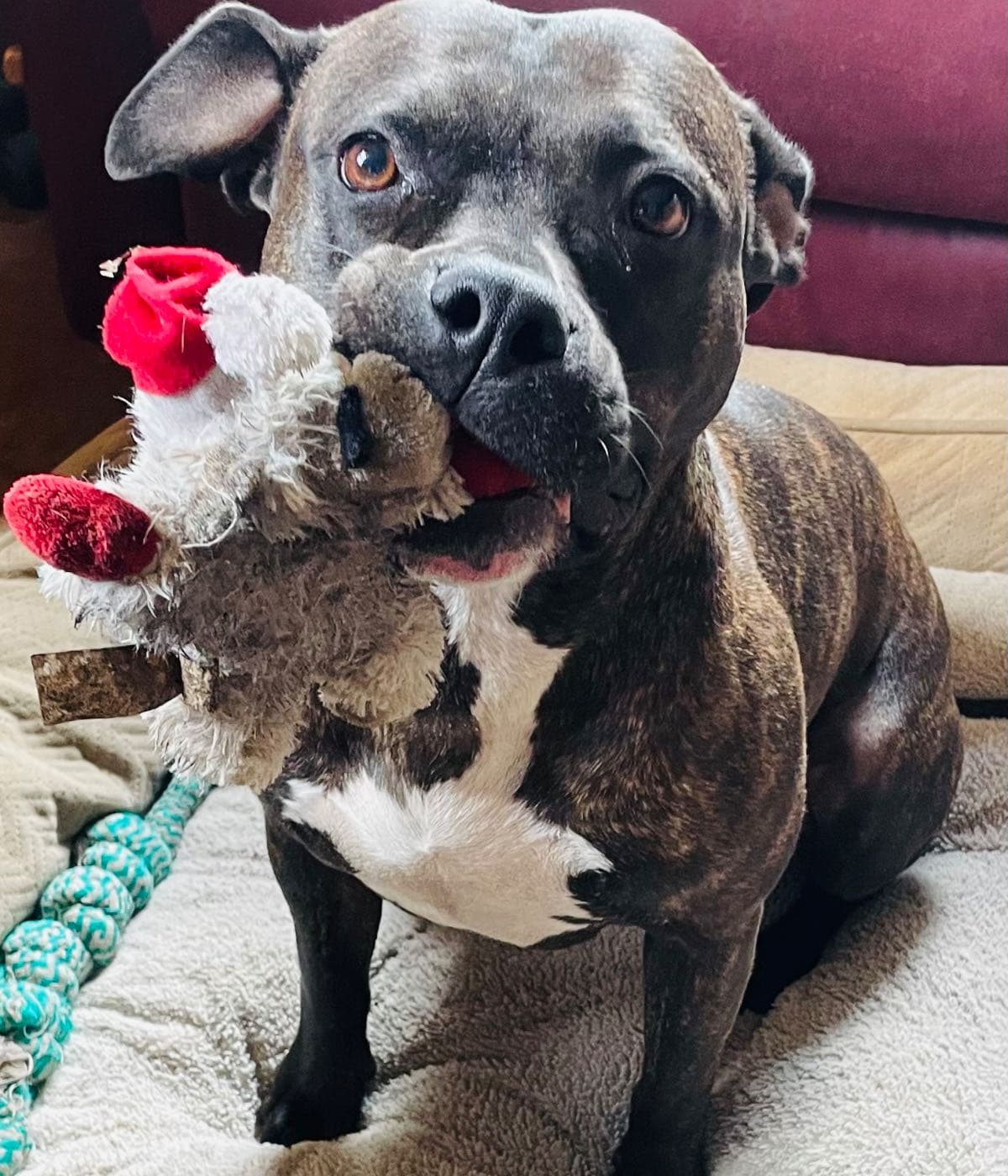 In Need Of Help To Take My Dog To Vet
