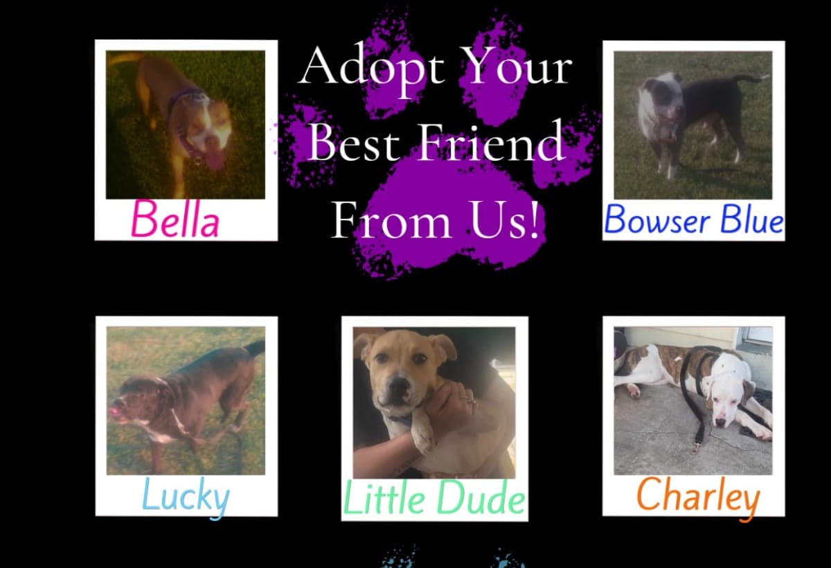 LegacyRescueDogs