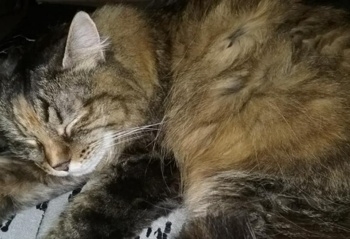 SupportGigiInHerOldAge