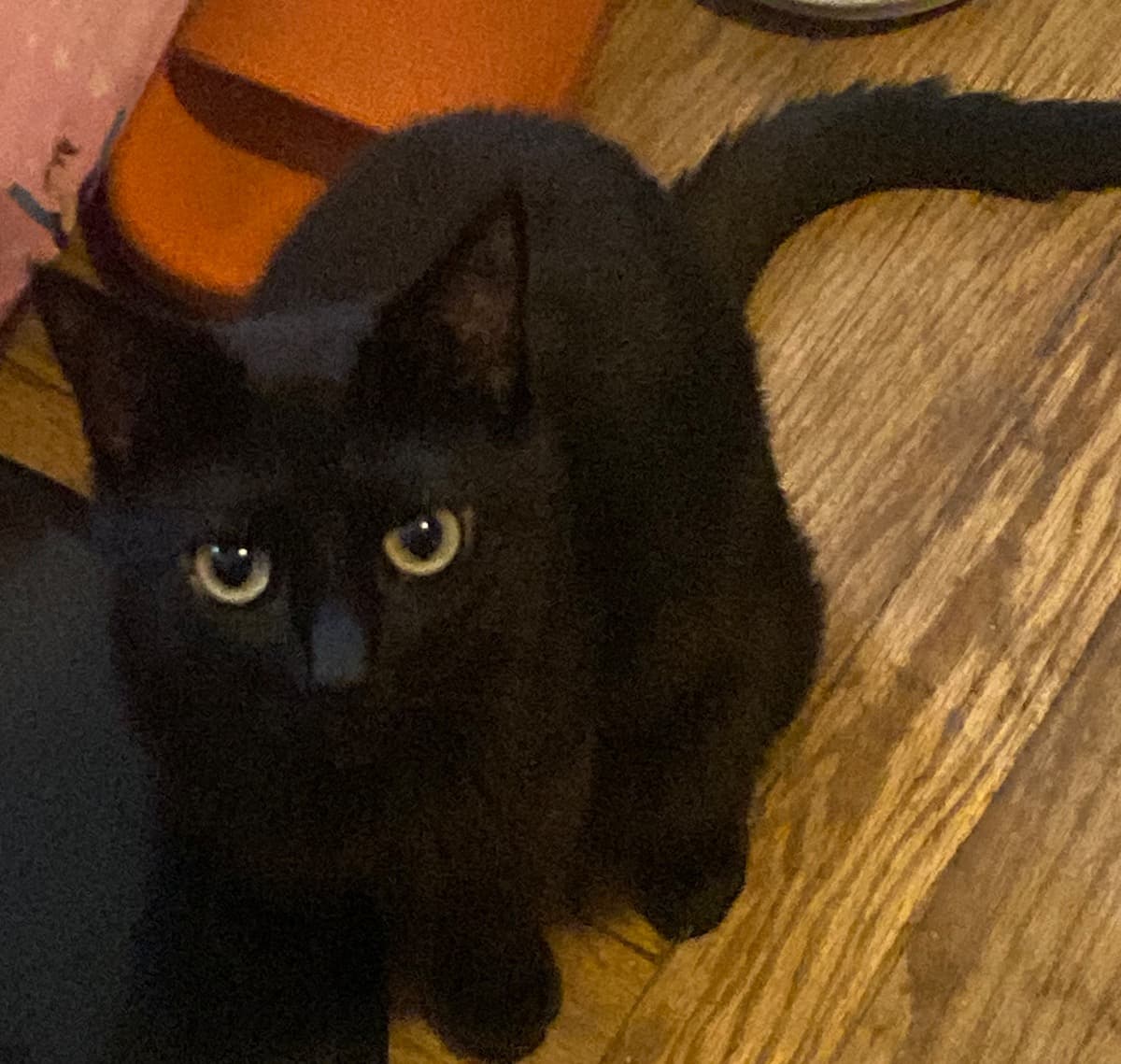 CoralinesEmergencySurgery