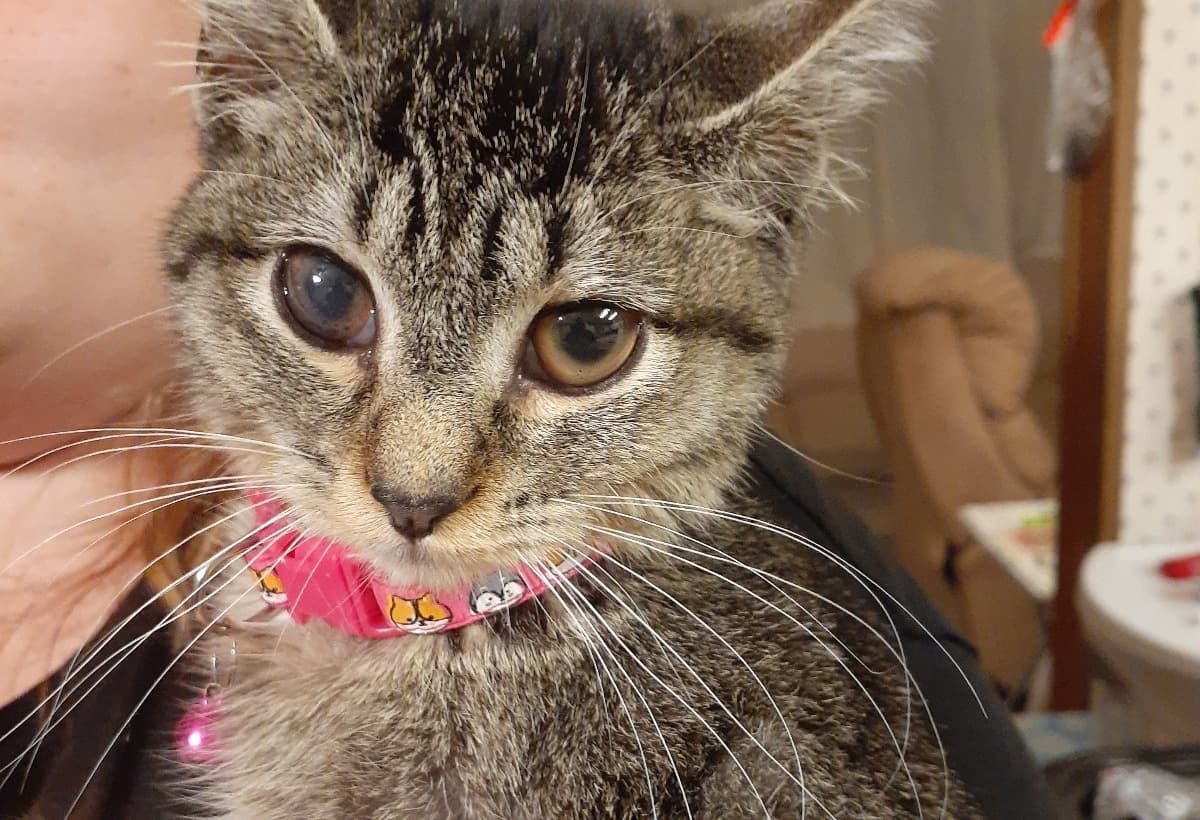 CookiesFightAgainstFip