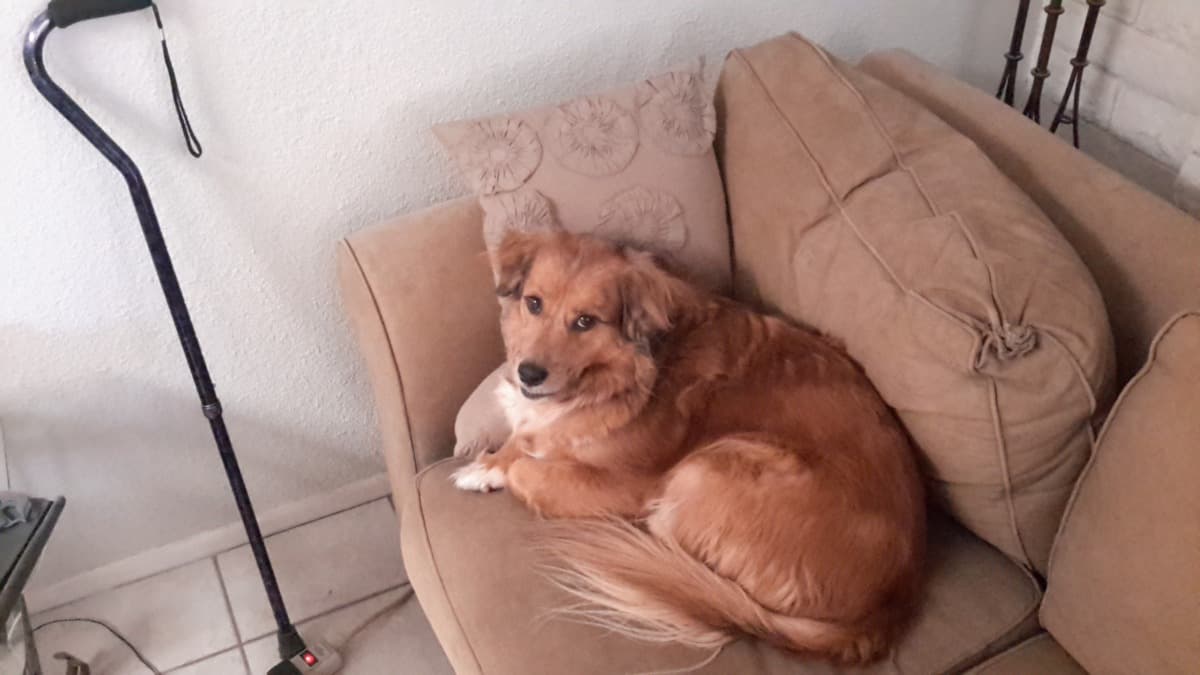 DyingDog
