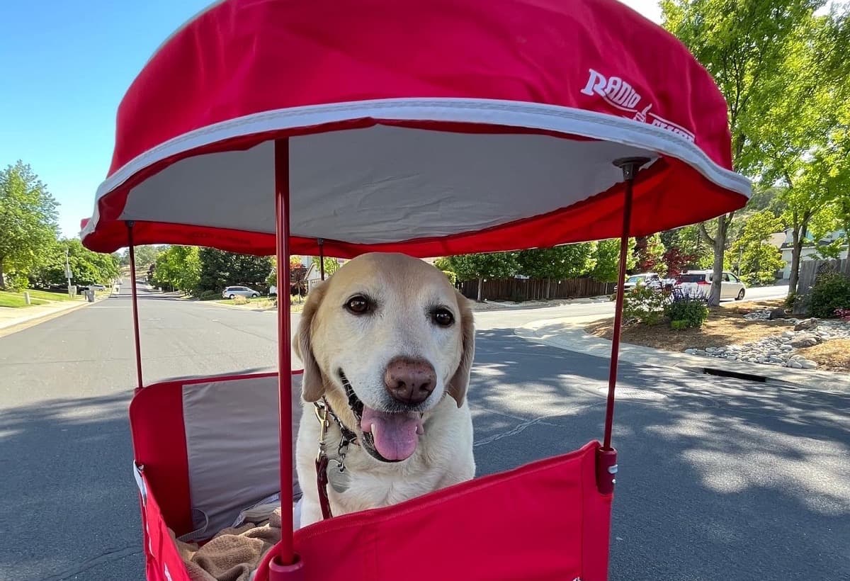 FrankieTheLabNeedsSurgery