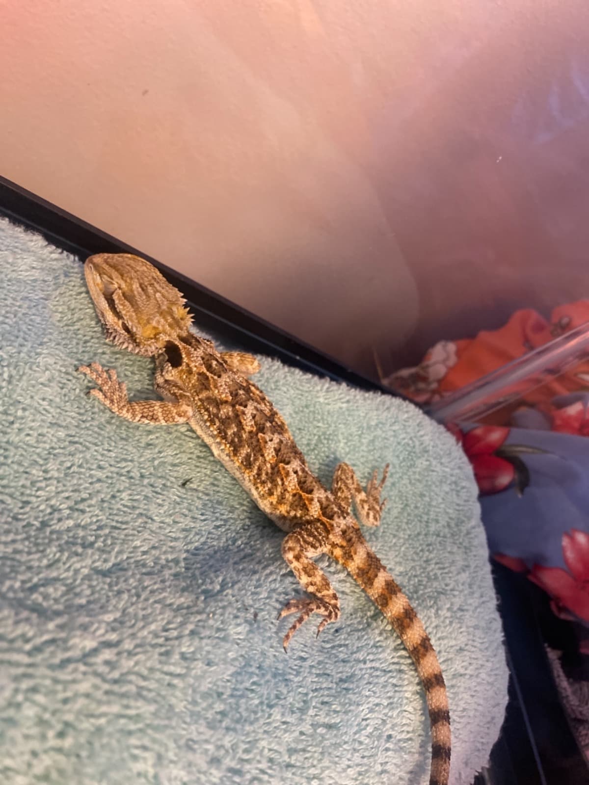 HelpSaveMyDyingBeardedDragon