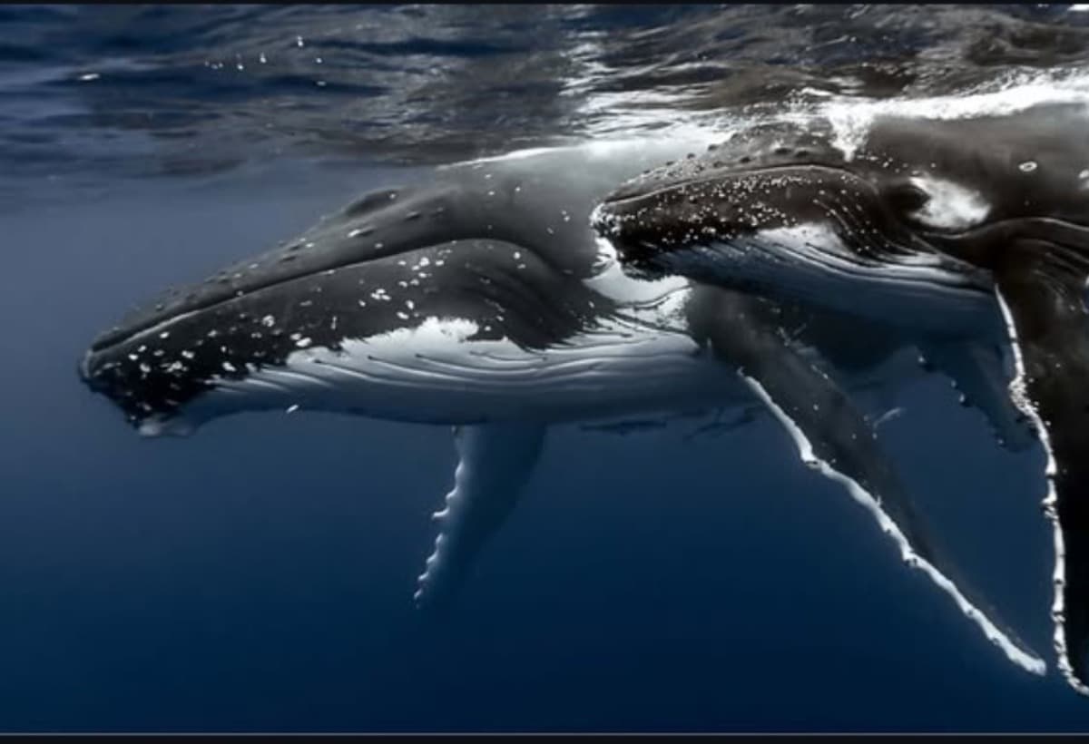 HumpbackWhaleRescueOfChoco