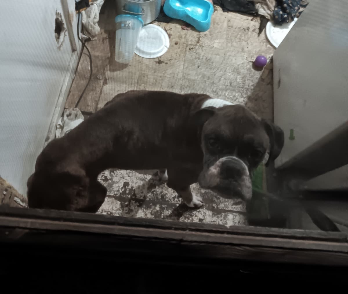 EmergencyDogFund