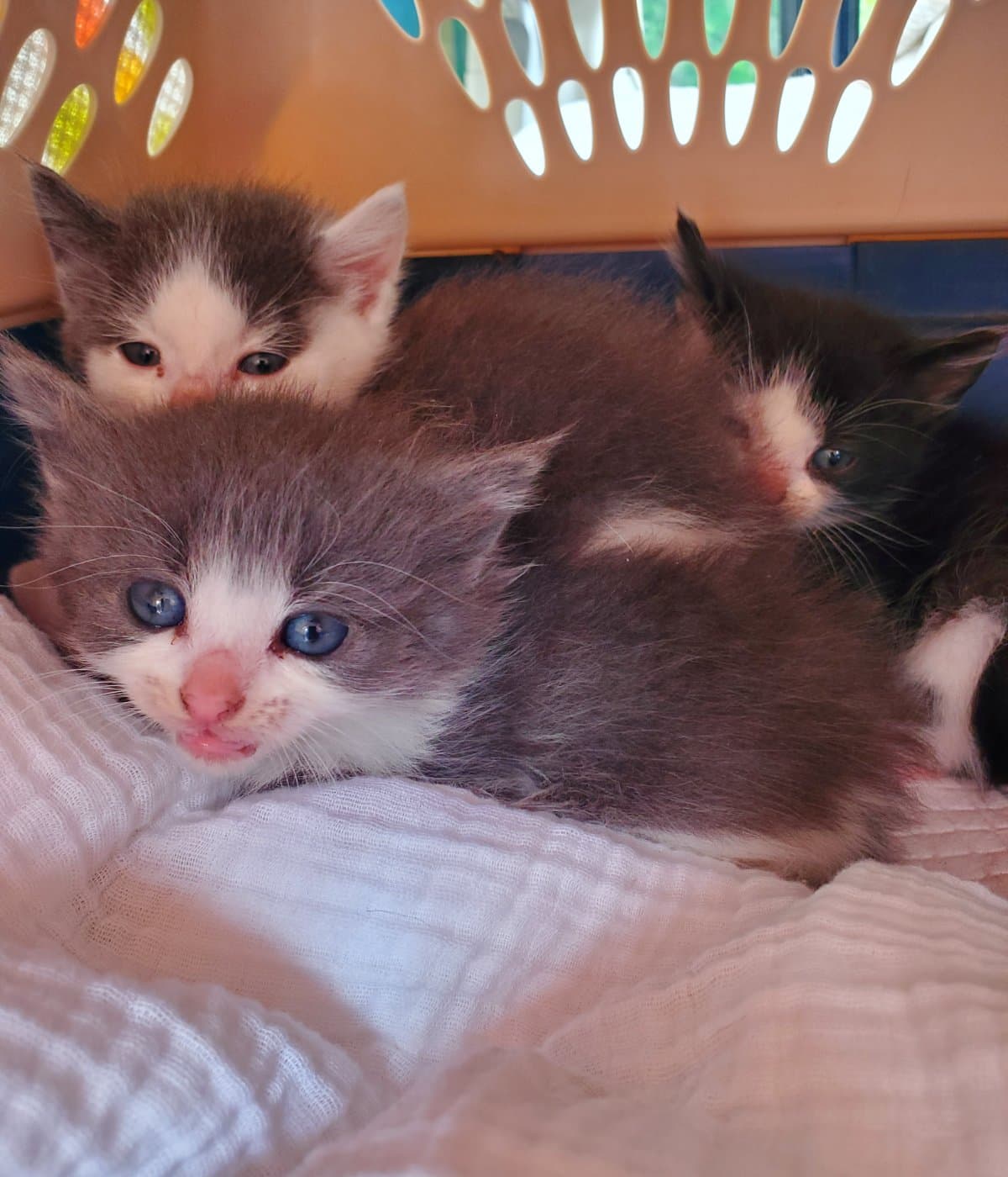 Help Spay/Neuter Trailer Park Cats