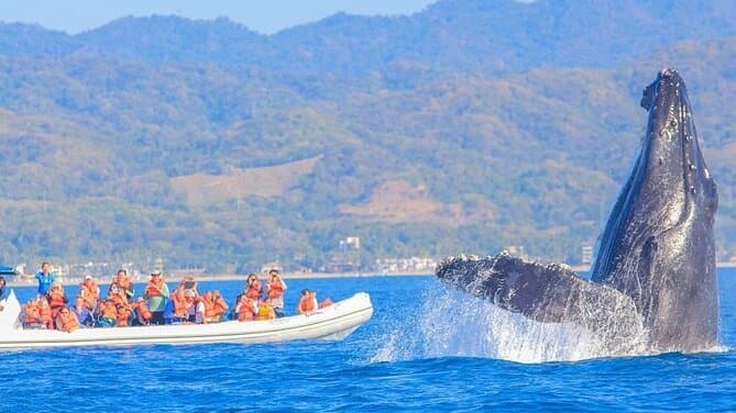 Things To Do In Puerto Vallarta: Whale Watching, Hidden Beac