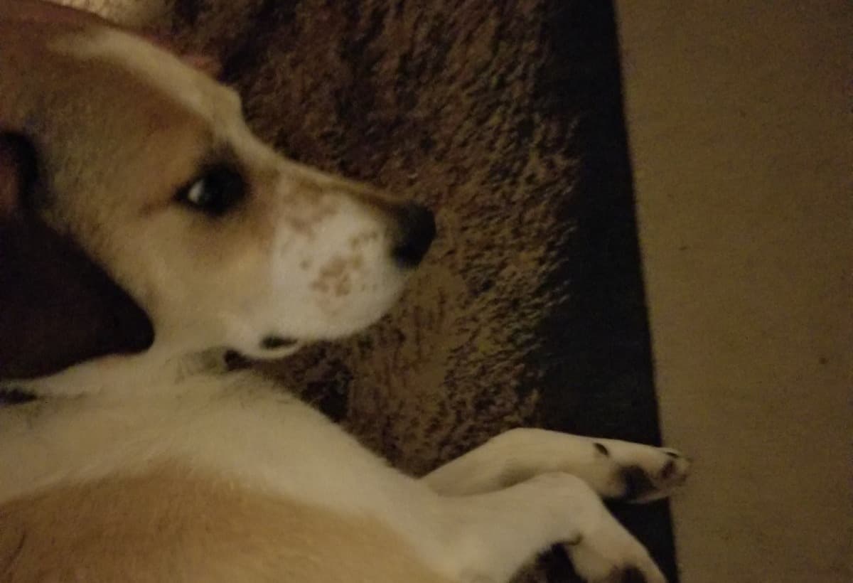 HelpSaveMDogBusterBrown