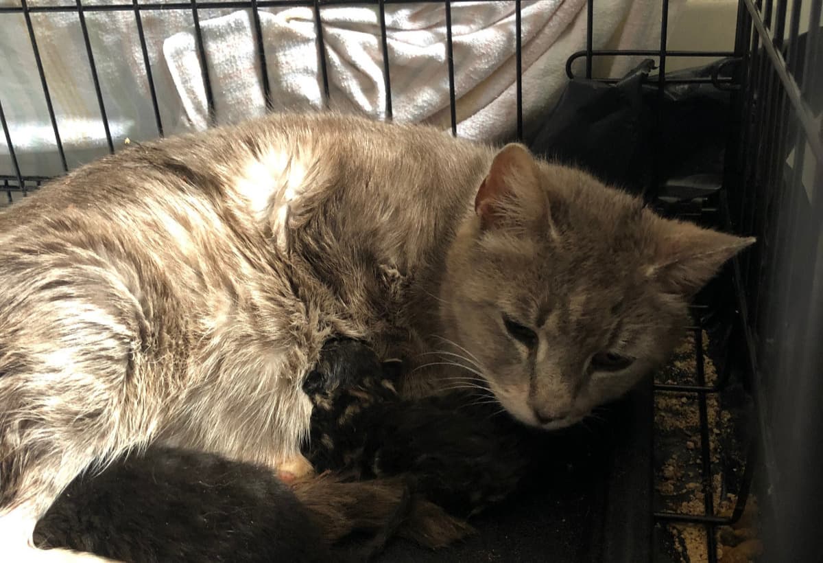 SavingHannahAndHerTwoKittens