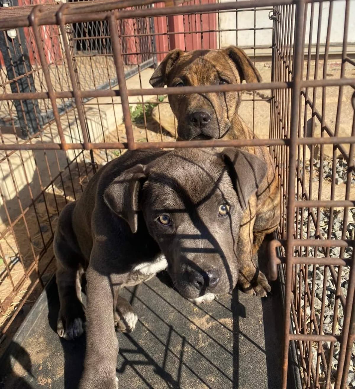 DogRescueRoadtrip