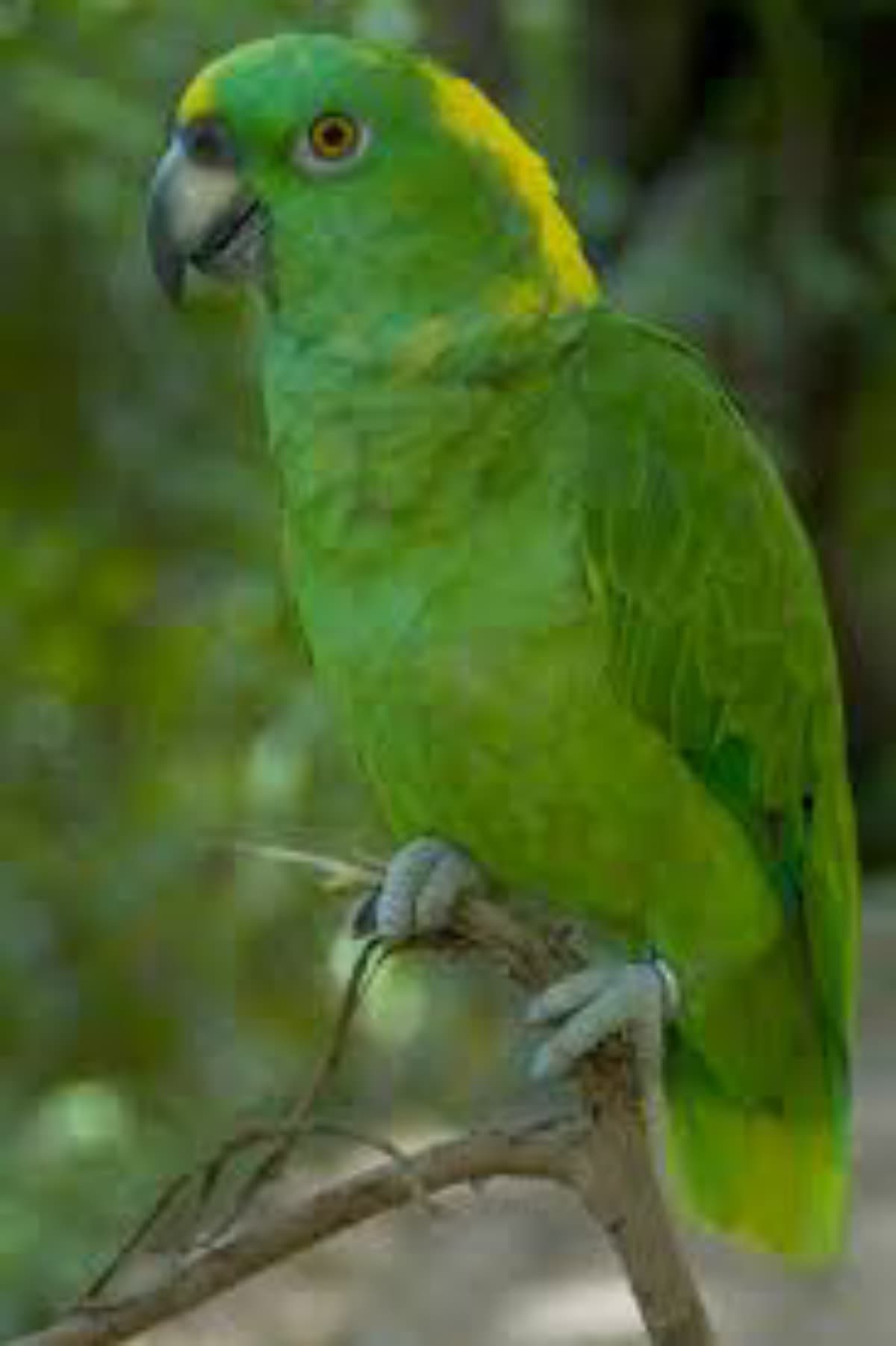 GettingDreamParrot