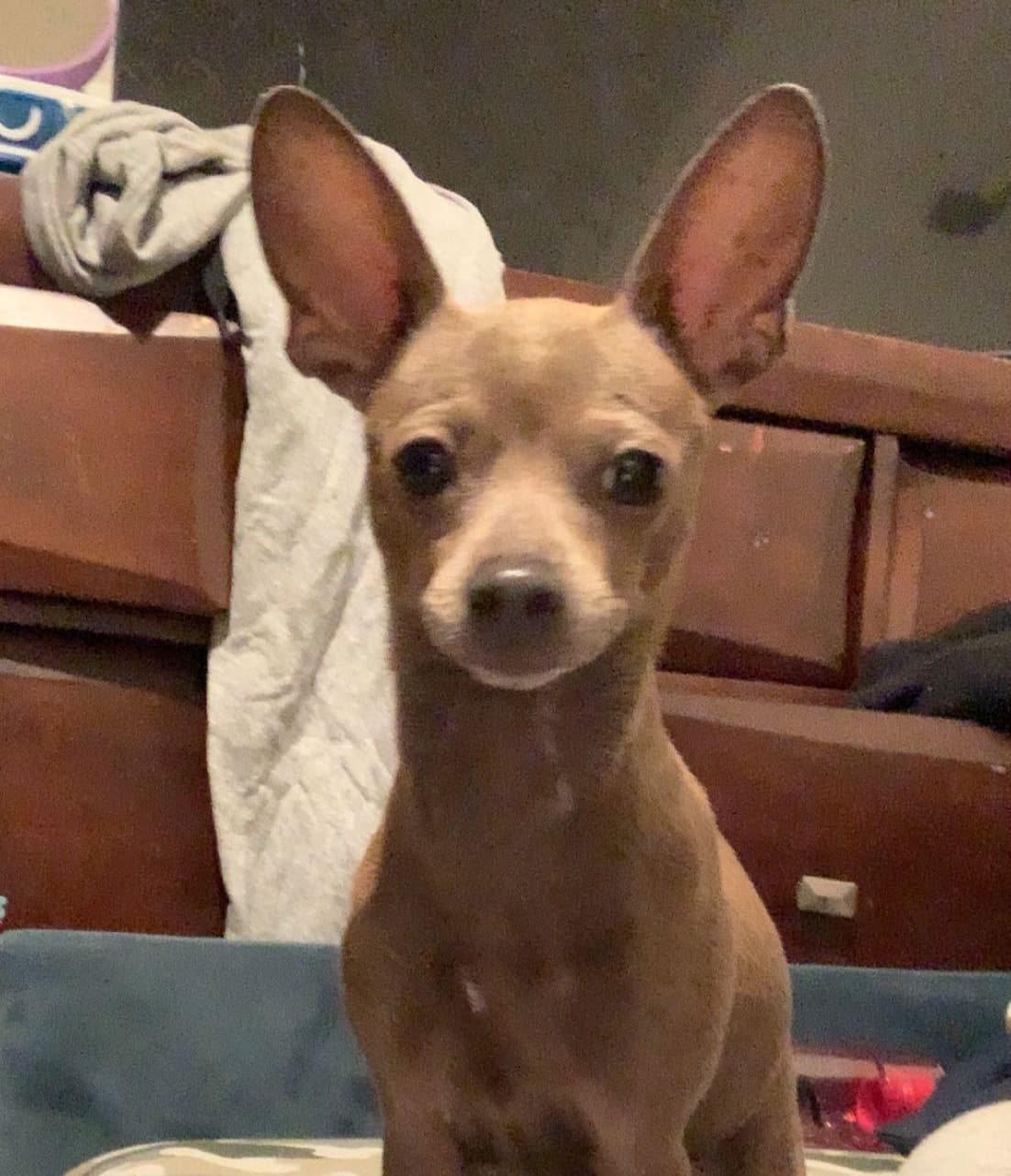 VetCareForAnimal
