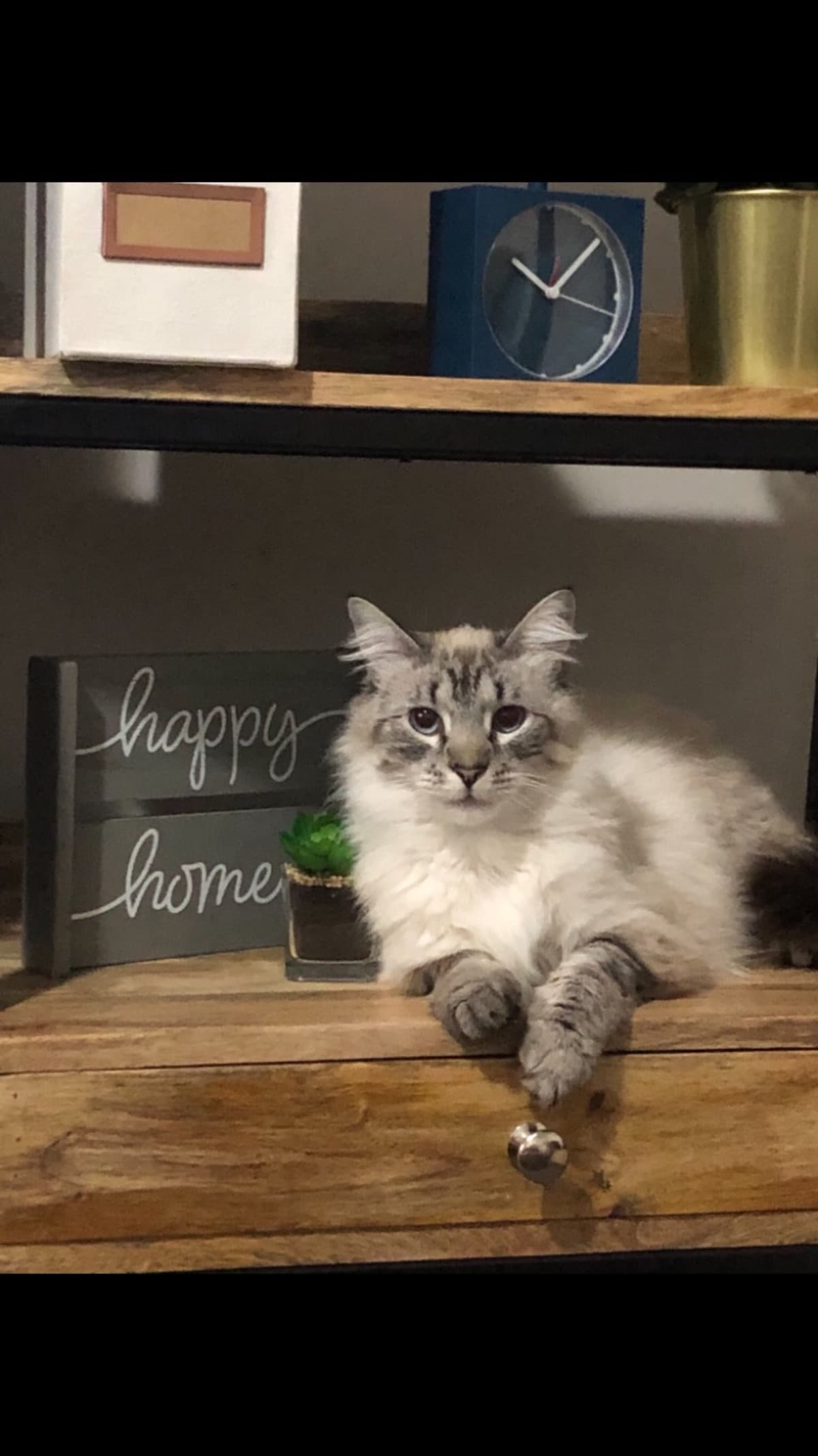 CatWithRareBirthDefect