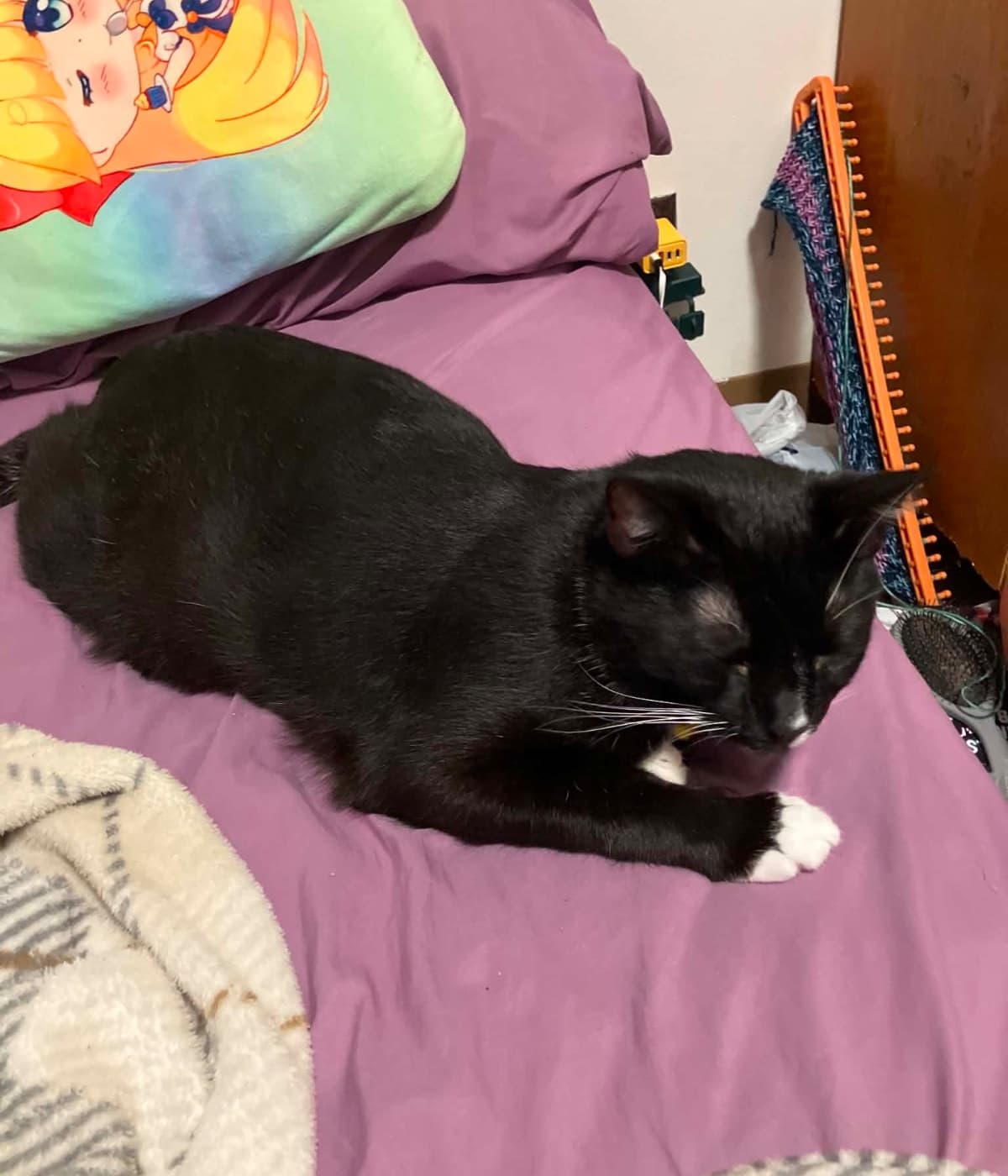 Help Apollo Get To The Vet
