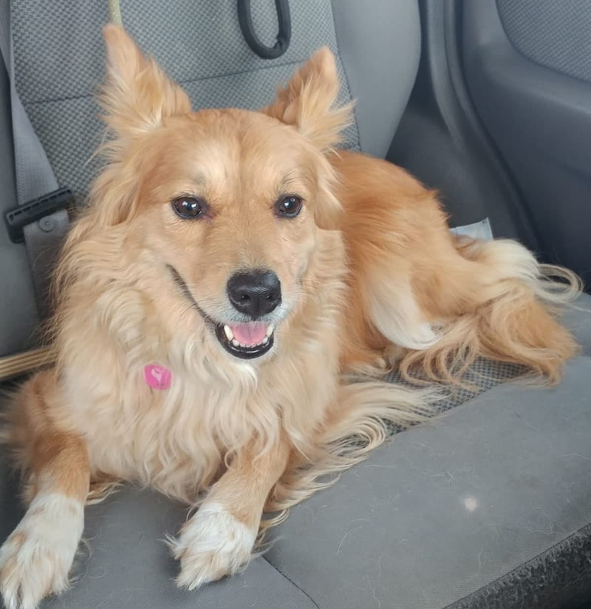 MyDoggyToreHerACL