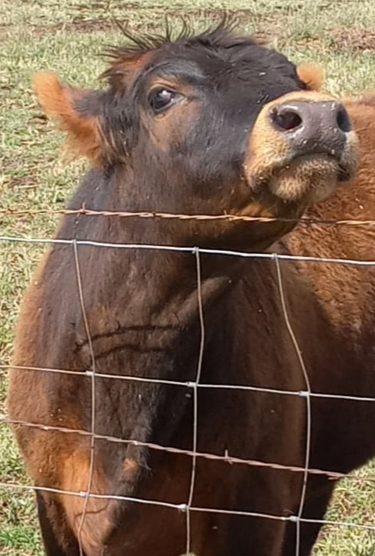 SAVESTEWTHESTEER