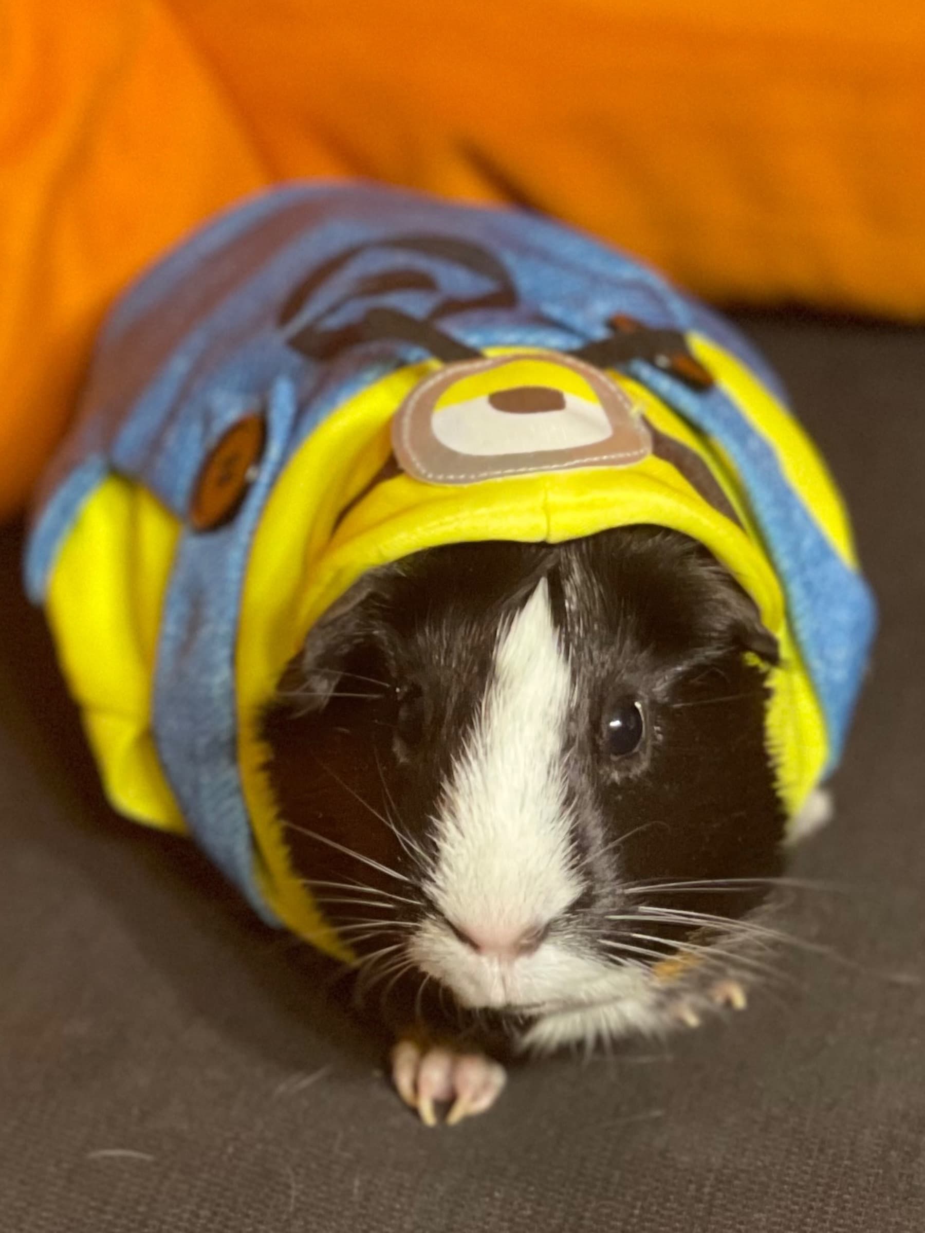 GuineaPigFuture
