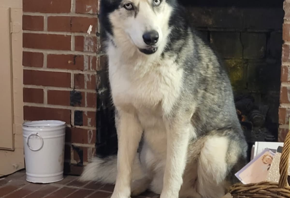 PhoenixTheAlaskanMalamute