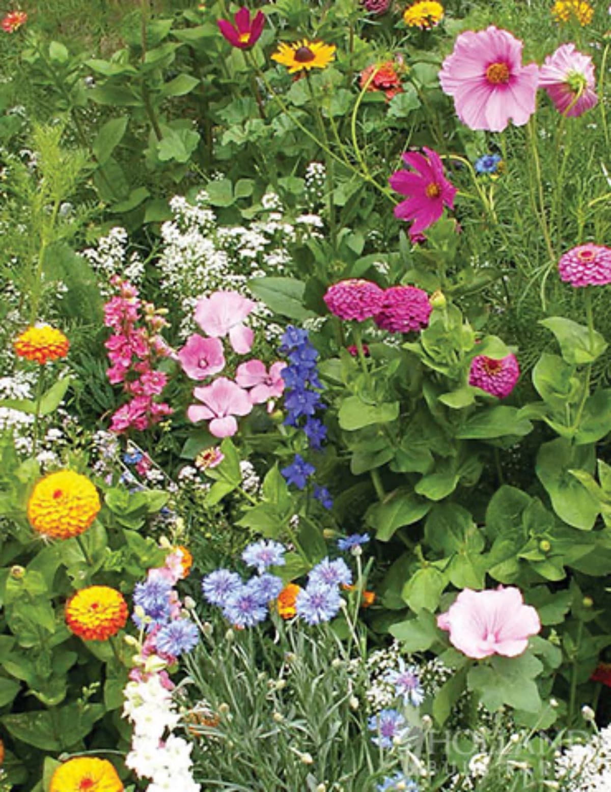 KindergartenButterflyGarden