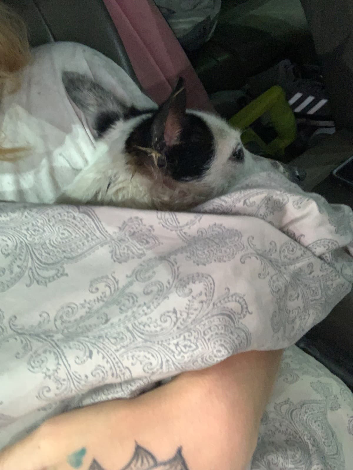 MyDogWasAttackedByAPit
