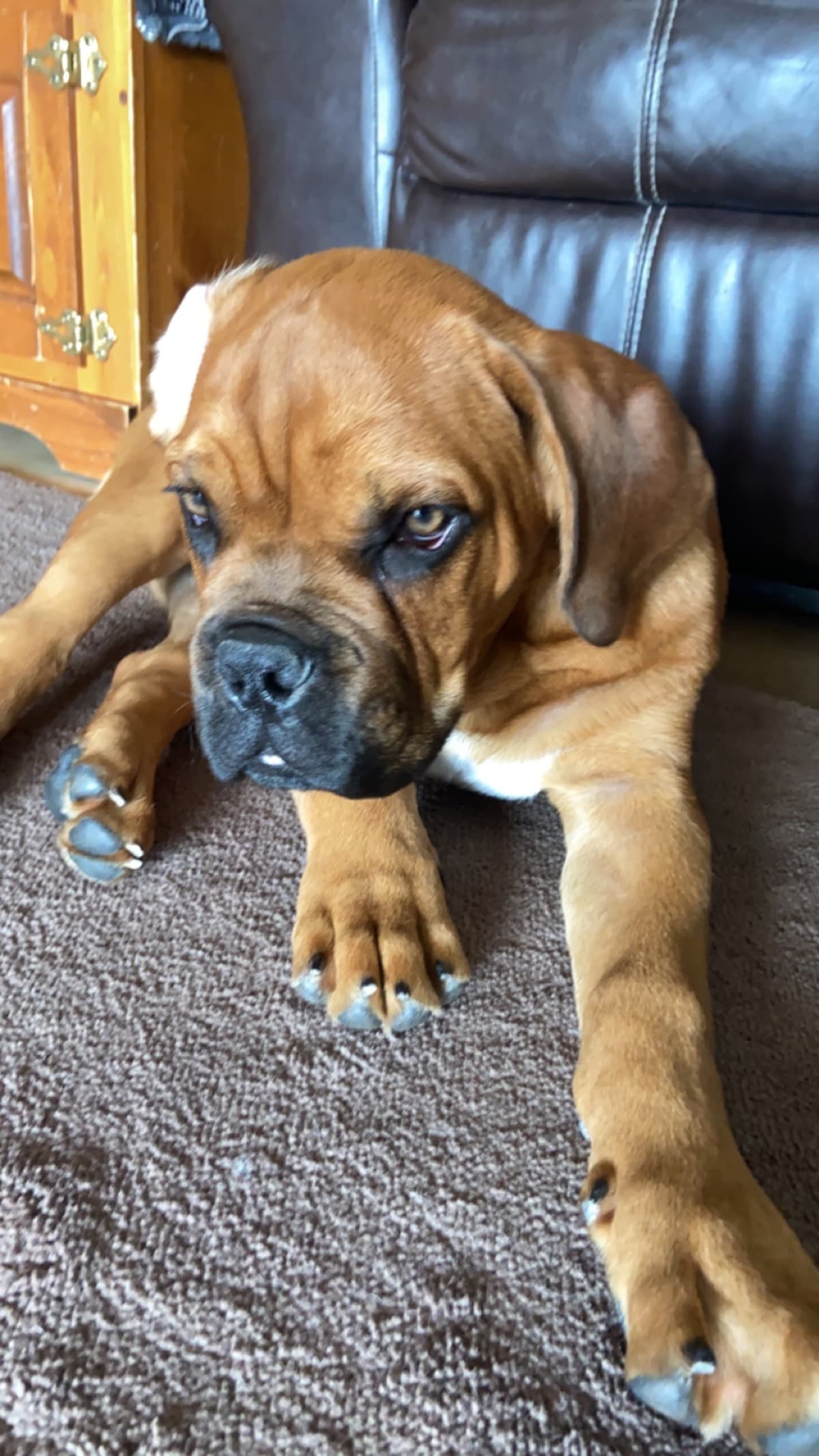 BestfriendAlisterOurPuppy