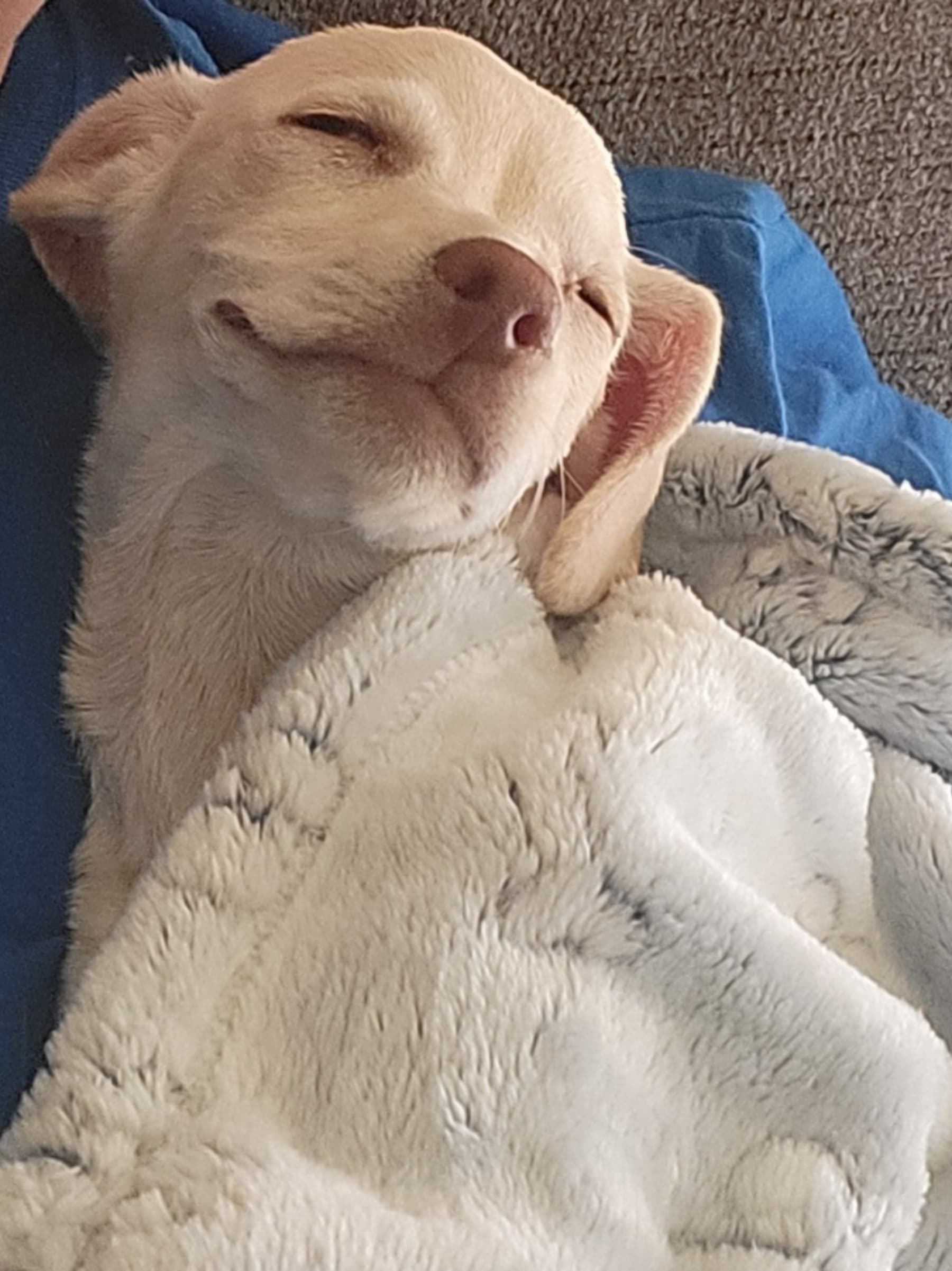 Nellie