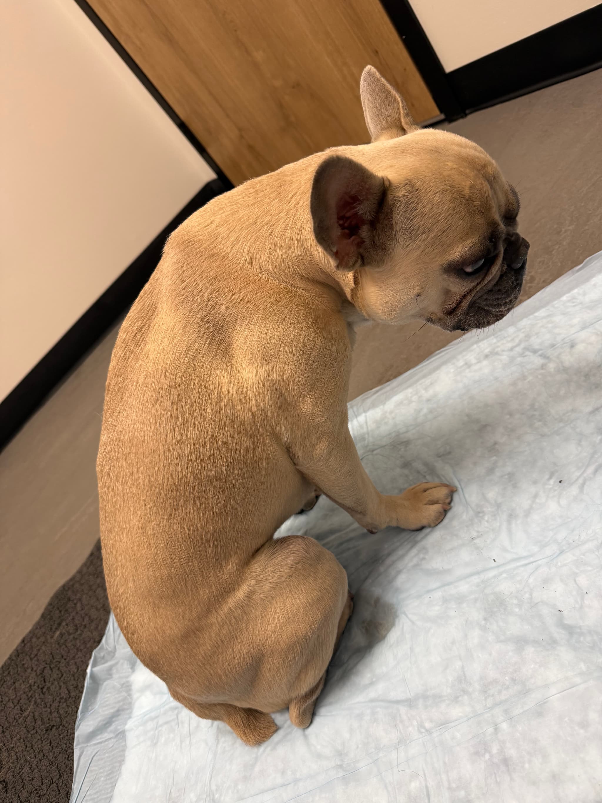Help Diesel Run: Support His MRI/Surgery Fund — photo 3