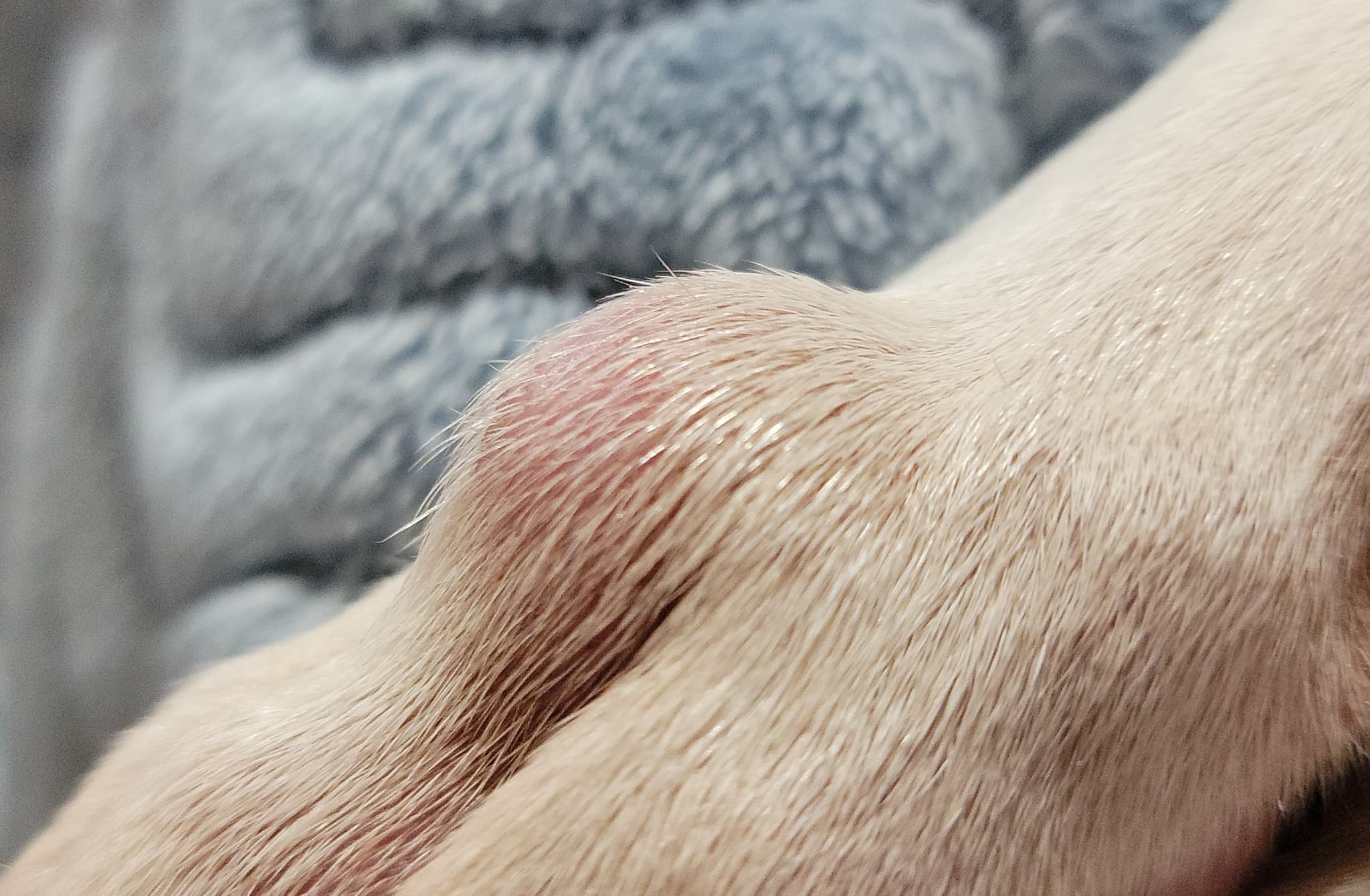 Support Serenity's CANCEROUS VERY URGENT Mass Tumor Surgery β photo 5