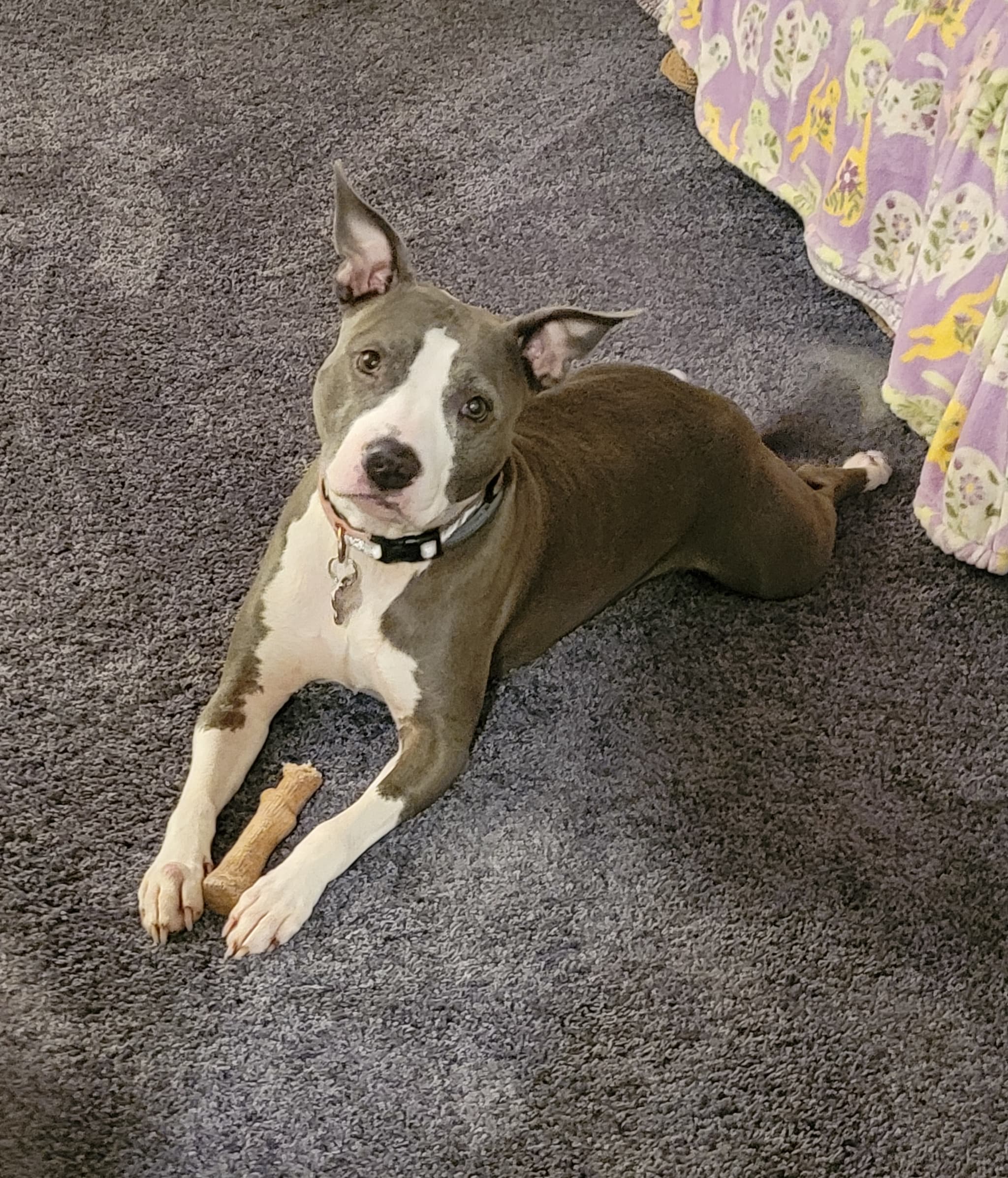 Support Serenity's CANCEROUS VERY URGENT Mass Tumor Surgery β photo 4