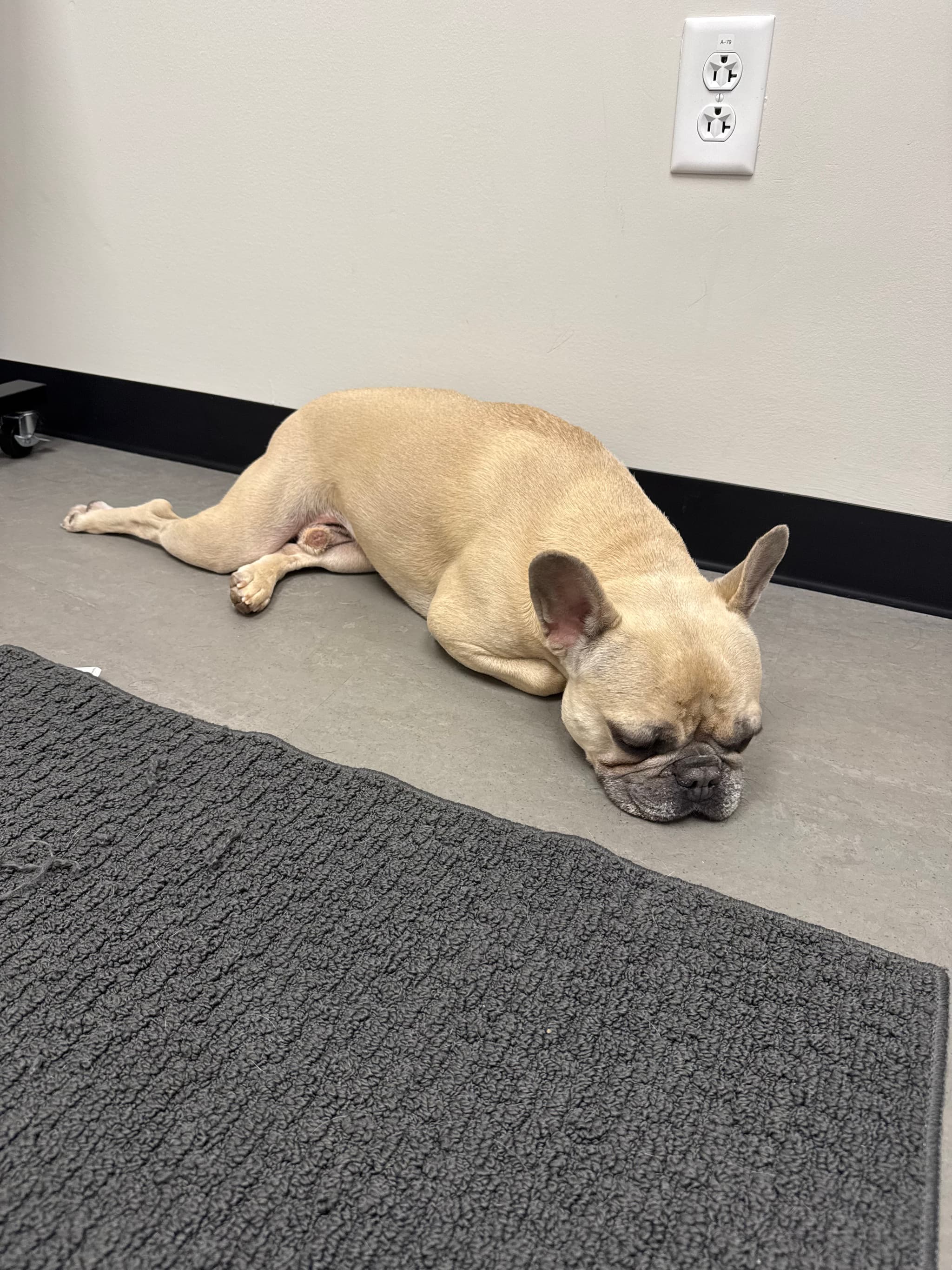 Help Diesel Run: Support His MRI/Surgery Fund — photo 4
