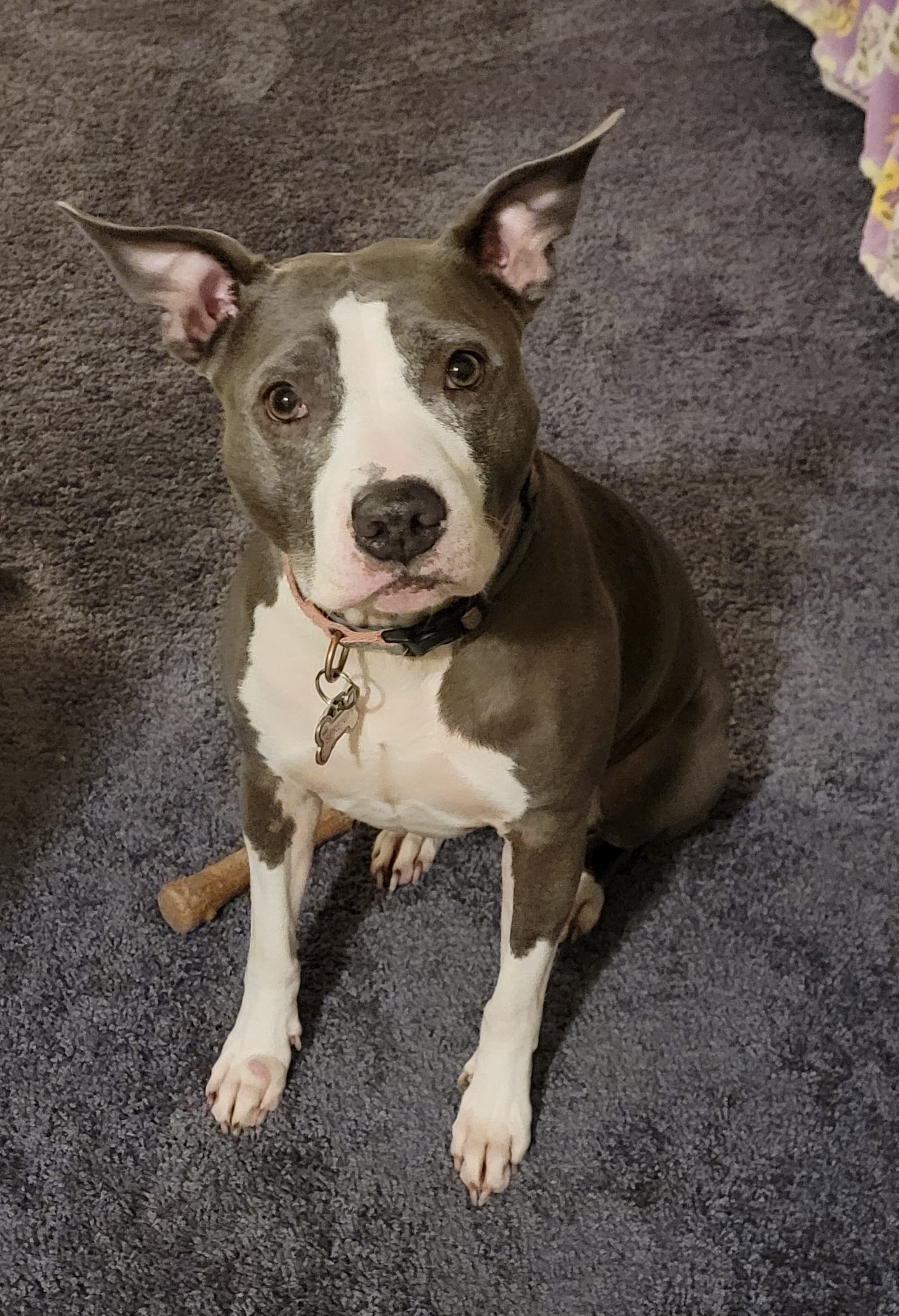 Support Serenity's CANCEROUS VERY URGENT Mass Tumor Surgery β photo 3