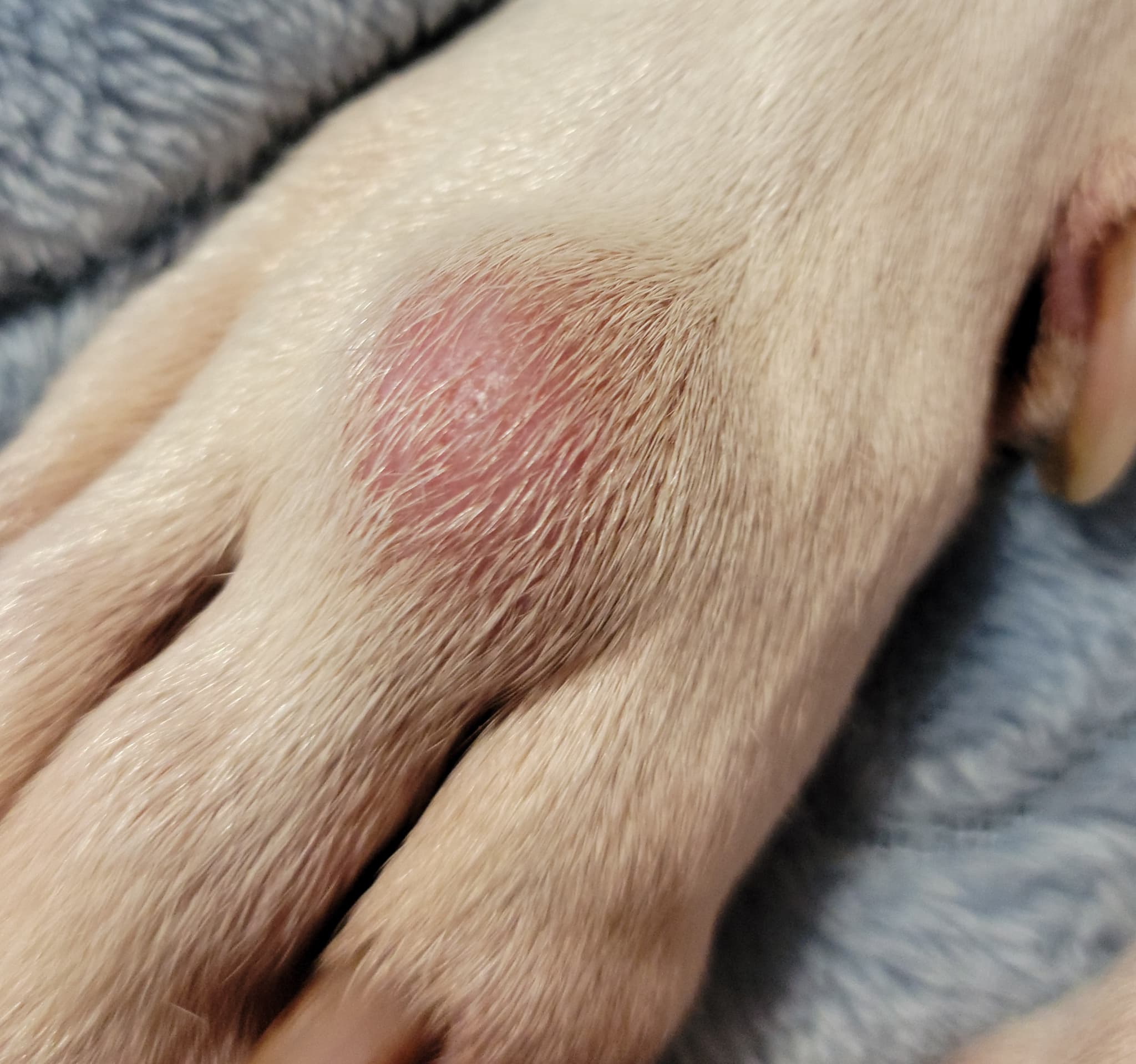 Support Serenity's CANCEROUS VERY URGENT Mass Tumor Surgery β photo 2