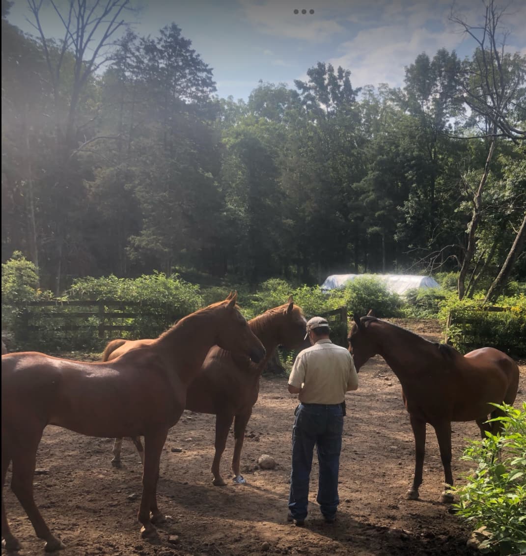 Support Diva: & Winter Care For Therapeutic Horses — photo 4