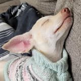 Kathleen Yescas