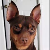 Brenda Lee Figueroa