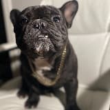 Bella Bullies