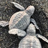 The Driftwood Surfer Turtle Conservation Project
