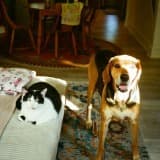 J Calabrese