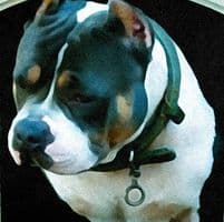 Rocco Gotty