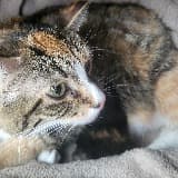 Brooke Thomas