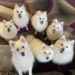 Mitsuki JapaneseSpitz